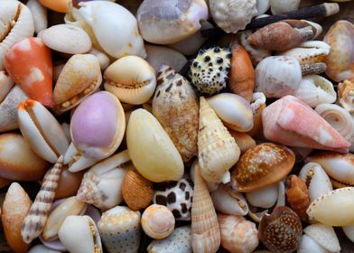 Hawaiian shell collection