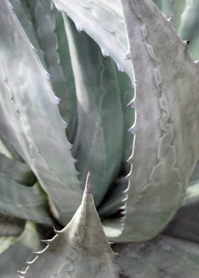 AGAVE leaf Succulent plant