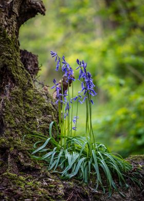Bluebells Growing On Trunk