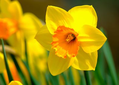 Yellow Narcissus Blossom