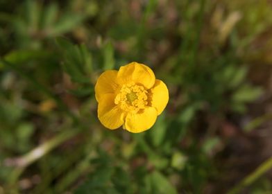 Beautiful little flower