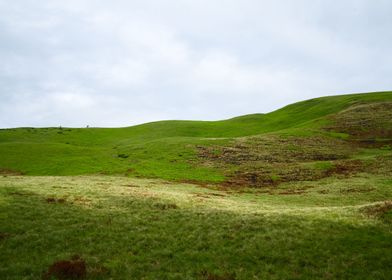 Green grass meadow pattern