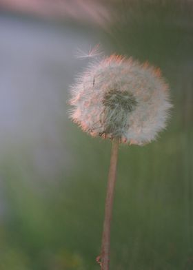 Dandelion