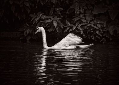 Swan