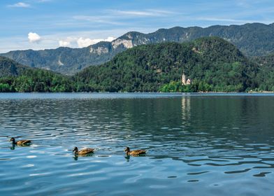 Ducks at Lake Bled
