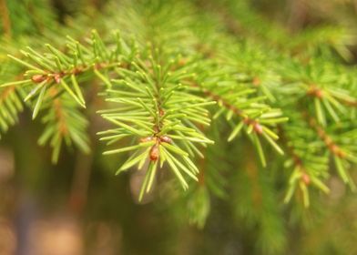 Green spruce branch