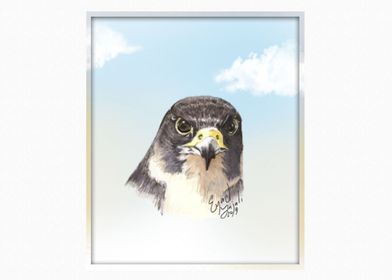 Falcon