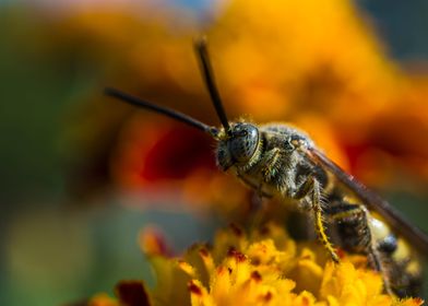 Colour of pollination