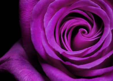 Violet Roses