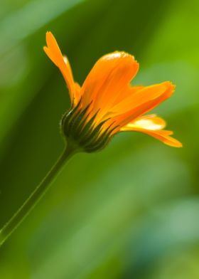 Orange flower