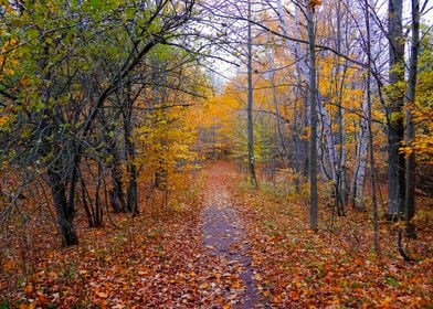 Fall Forest