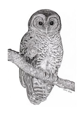 Rusty barred Owl 