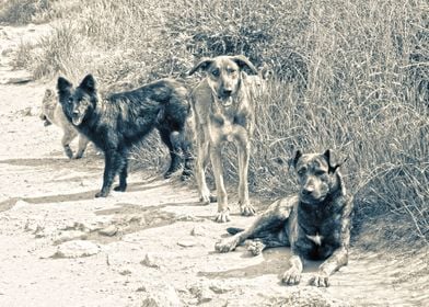 Wild dogs