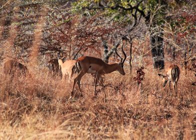 Impala