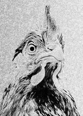 Cock High Contrast 