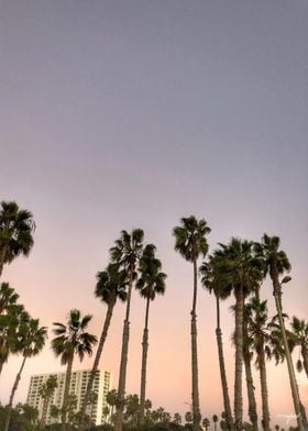 Purple Skies & Palm Trees