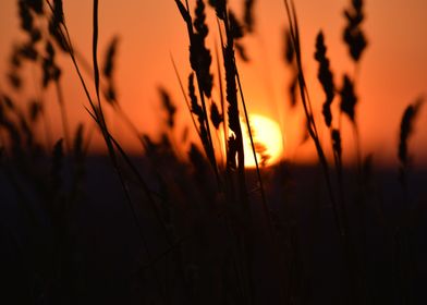 Sunset Through the Grass