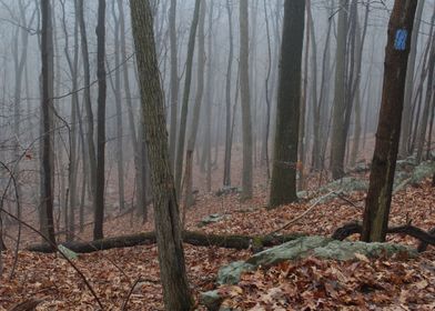 Foggy Woods