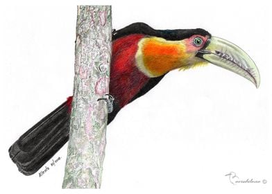 Red breasted Toucan