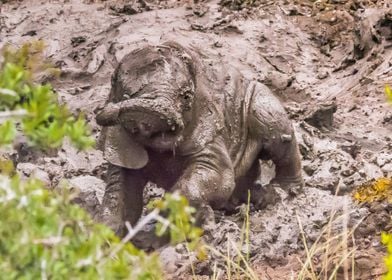 Mud Bath