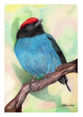 Swallow tailed Manakin