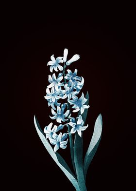 Dutch Hyacinth