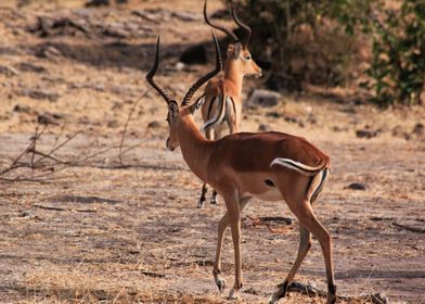 Impala