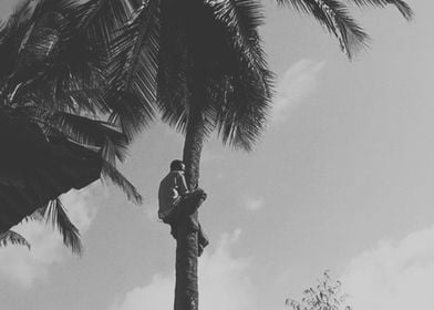 Coconut Palm Climber