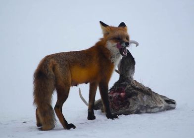 Mother Fox