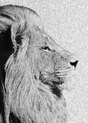 Lion High Contrast