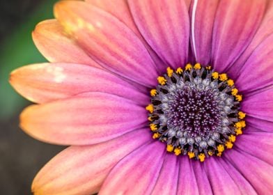 Macro of a Flower