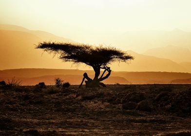 Tree in sunset