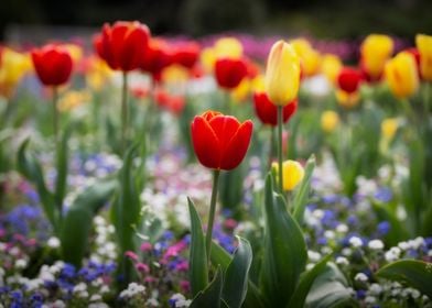 A field of mixed tulips