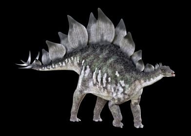 Stegosaurus Dinosaur
