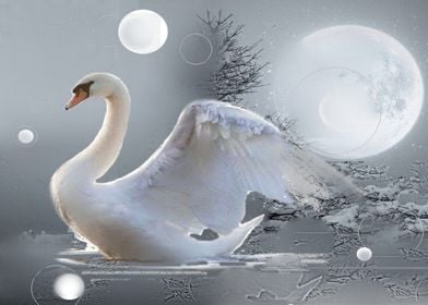 Cisne Branco