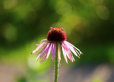 Purple Cone Flower