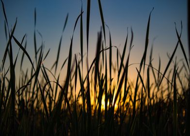 Sunset Grass