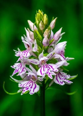 Early Purple Orchid Flower