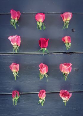 pink rose pattern