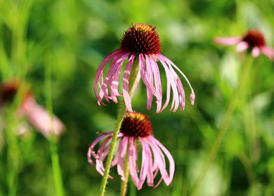 Twin Coneflower