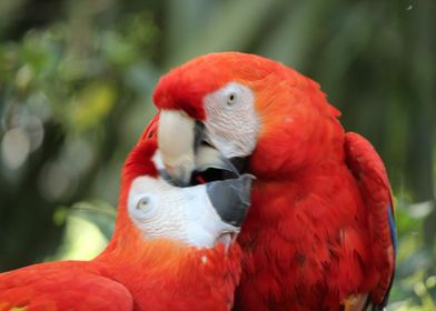 Parrot Love