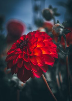 Dahlia Dream