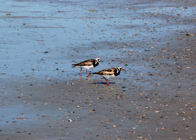 Shore Birds