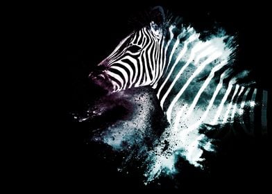 The Zebra