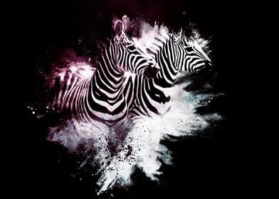 The Zebras