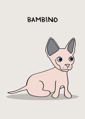 Bambino Cat Mix Breed