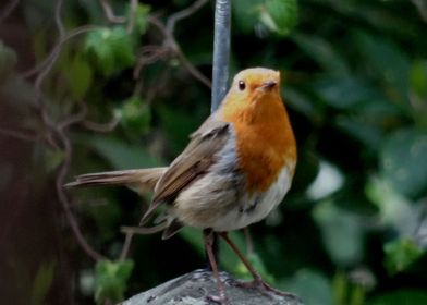 Cute Robin Bird