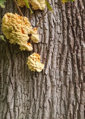 Small Tree Fungus Brains