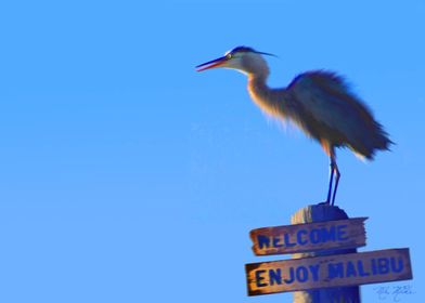 Heron in Malibu