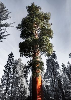 Sequoia National Park